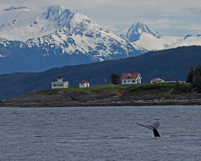 Whale sounding near Point Retreat, the old Pt. Retreat lighthouse in the background.