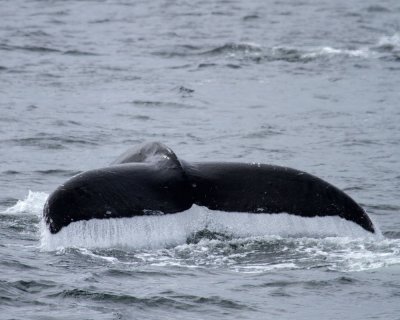 Humpback whale tail as it dives