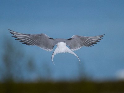 Arctic Tern hovering