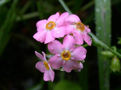 Pink Forget-me-not.  This flower is more commonly blue.