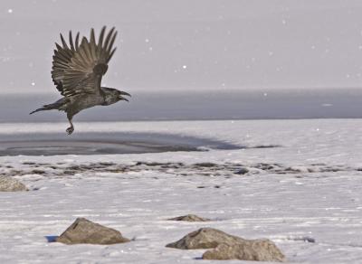 Raven taking off near Mendenhall Glacier