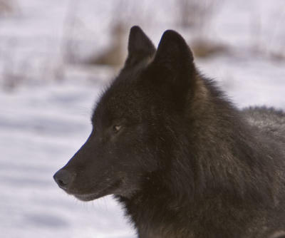 Wolf's profile