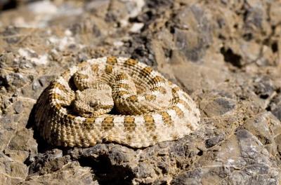Snake in Mosiac Canyon
