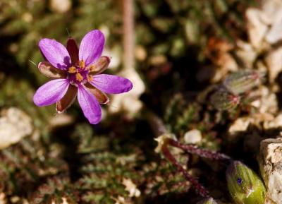 Purple flower in Mosaic Canyon