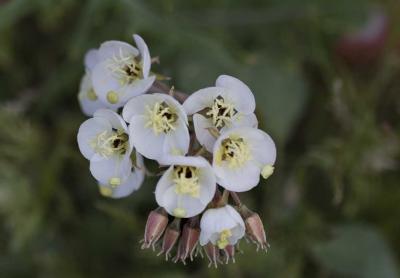 White flower found near Stovepipe Wells