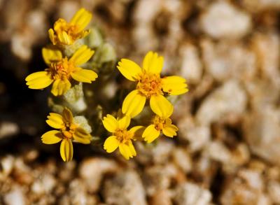 Small yellow desert flower