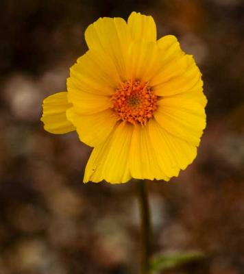 Desertgold Flower