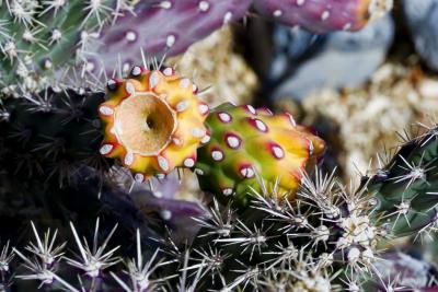 Cholla Cactus bloom
