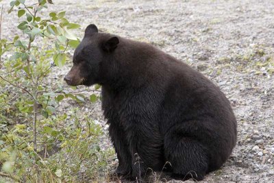 This bear had just eaten a salmon and was falling asleep sitting on the side hill.