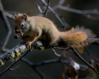 Red Squirrel with alder cones