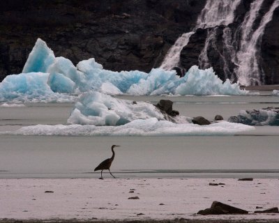 A great blue heron stalks the shores of Mendenhall Lake with Nugget Falls in the background.