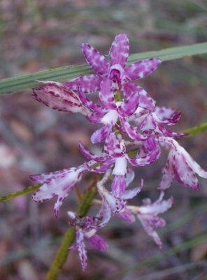 Orchid.jpg