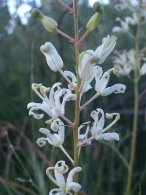 WhiteGrevillia9356.JPG