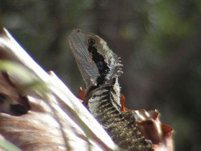 Killcare201003_EasternWaterDragon_0012.JPG