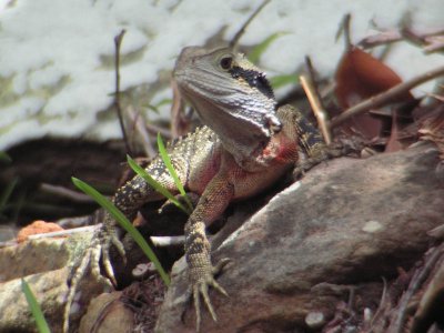 Killcare201003_EasternWaterDragon_0033.JPG