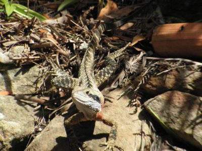 Killcare201003_EasternWaterDragon_0040.JPG