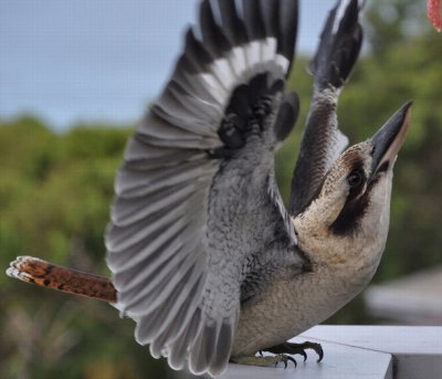 KookaburraByVictoriaWood.jpg