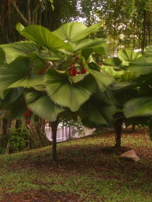 Trees at Fort Canning