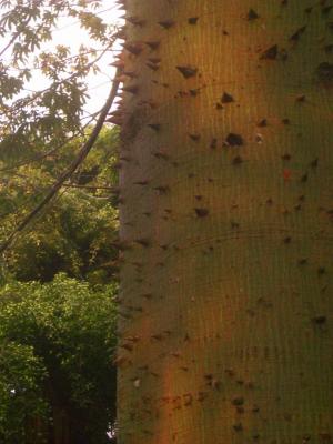 TreeFortCanning2006-01-22 016.JPG