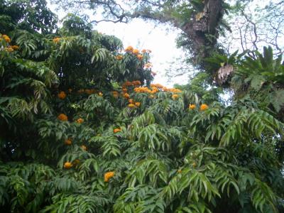 OrangeFlowerTreeFortCanning2006-02-15 047.JPG