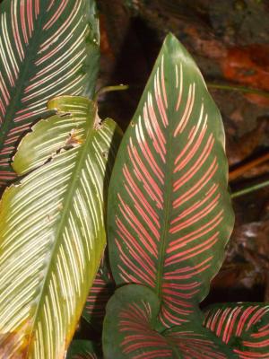 FoilageBotanic2006-02-18 007.JPG