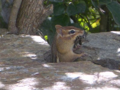 ChipmunkVermont2006-09-11 020.JPG