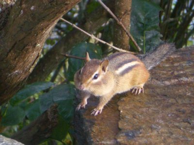 ChipmunkWithFullCheeksVermont2006-09-10 027.JPG