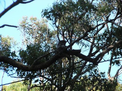 TawnyFrogmouth_Baby1_0002.JPG