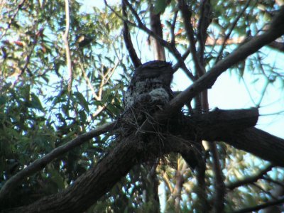 TawnyFrogmouth_Baby1_0003.JPG