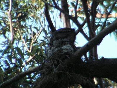 TawnyFrogmouth_Baby1_0004.JPG