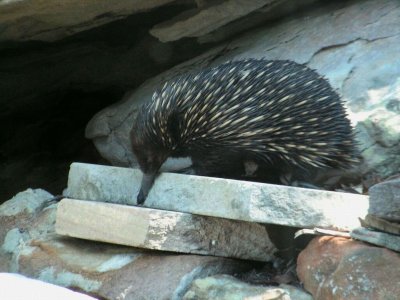 Echidna