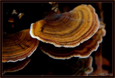 DSC_5681cra.jpg