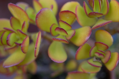 03.05.10::Succulent