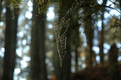 11.21.05 :: Wet web