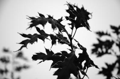 12.13.05 :: Frozen Leaves