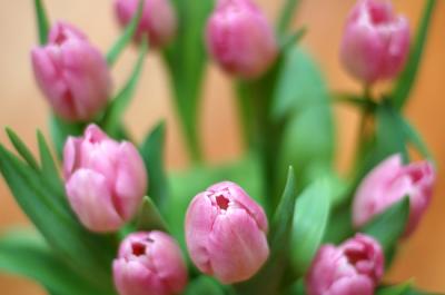 1.12.06 :: Flowers