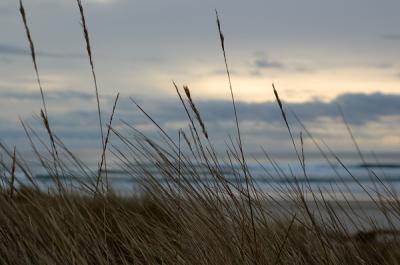 2.20.06 :: A Day at the Beach V