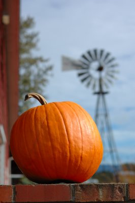 10.21.07::Pumpkin Patch
