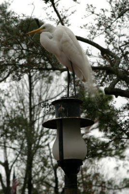 Light Egret