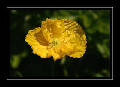 Poppy