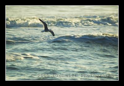 seagull @ playalinda beach II