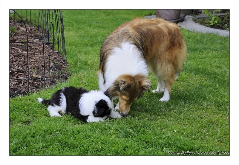 Bailey and Panda