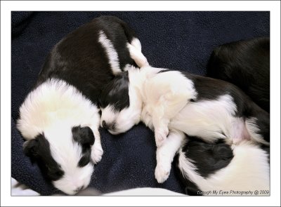 Bailey's Puppies