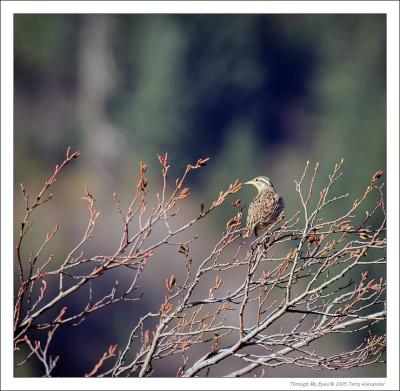 SQUAMISH AND BRACKENDALE GALLERY