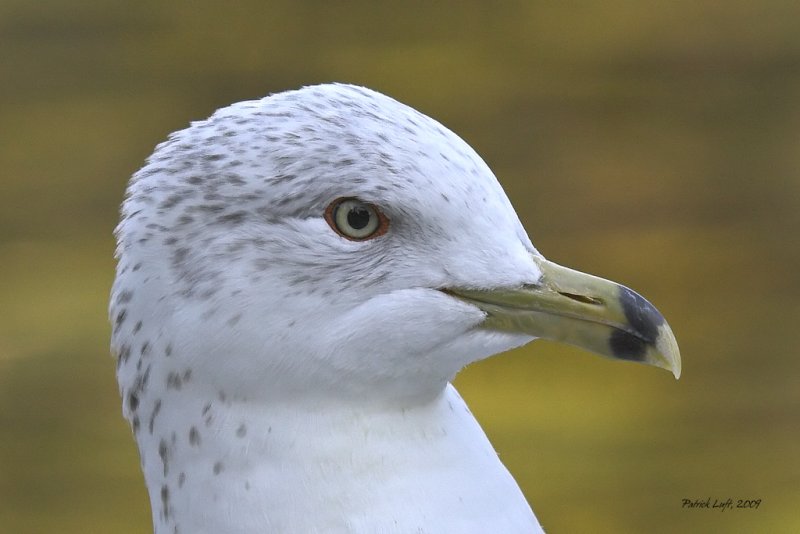 Ring-billed Gull