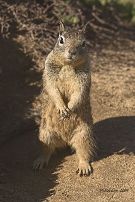 Ground squirrel posing for the camera