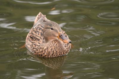 Mallard Duck (Female)