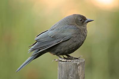 Brewer's Blackbird (Female)