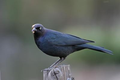 Brewer's Blackbird (Male)