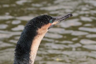 Cormorant